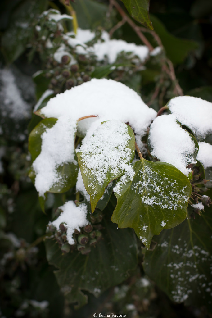 Neve2014