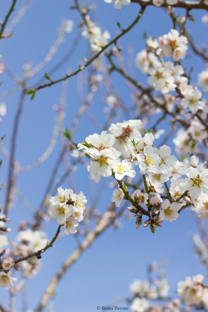 Fiori di mandorlo2