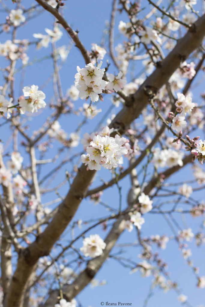 Fiori di mandorlo5